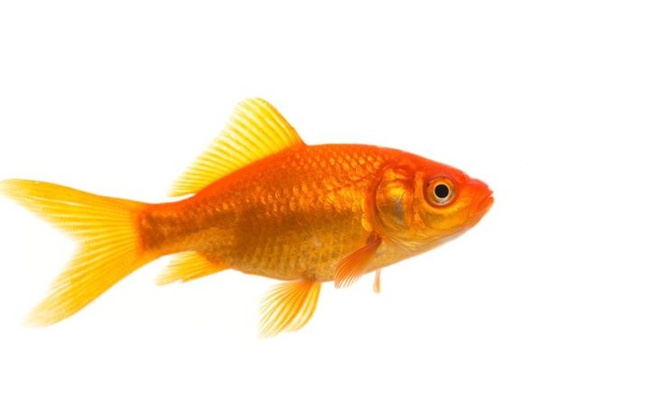 Référence Poisson 1