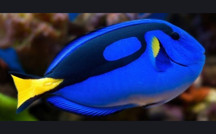 Référence Poisson 3
