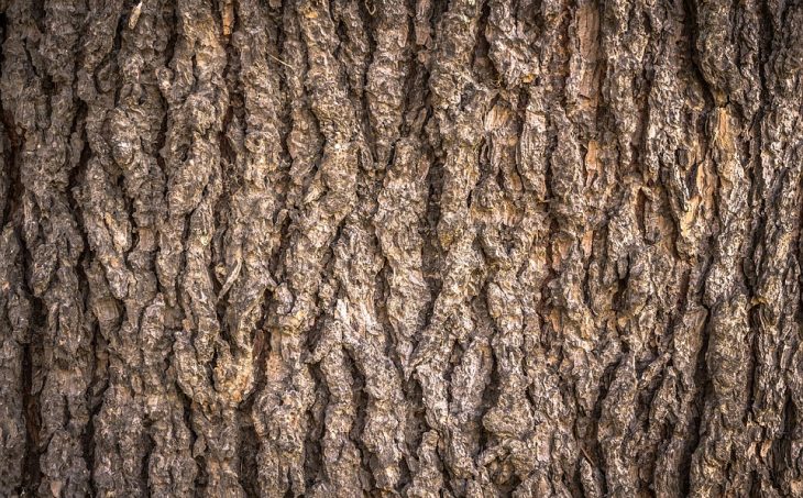 Texture Bois
