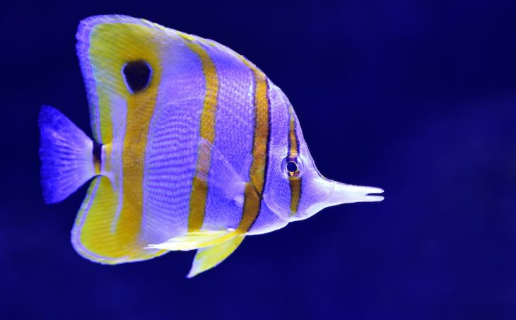 Référence Poisson 2
